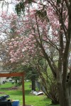 Magnolia Tree in our Yard