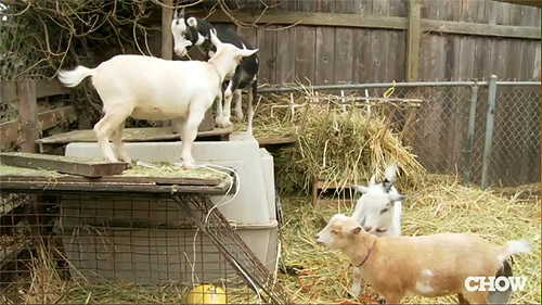 Goats on Ghost Town Farm, and Urban Farm