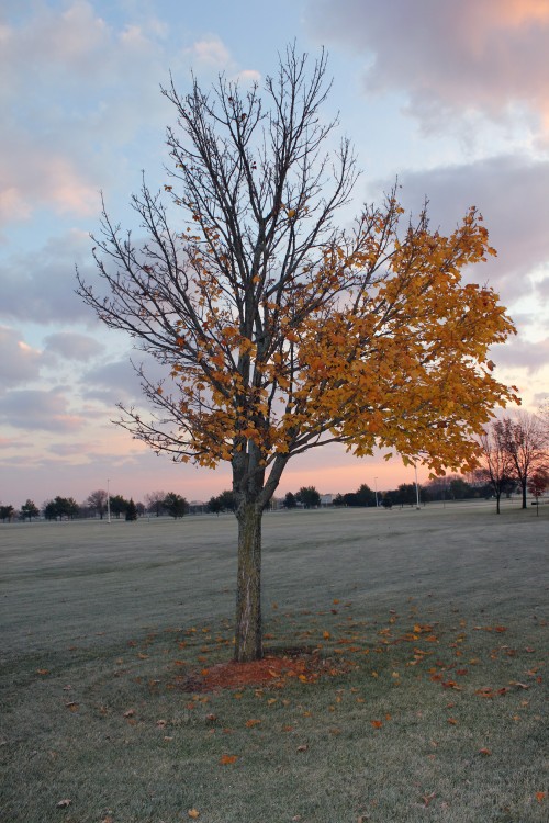 Lonely Autumn Tree